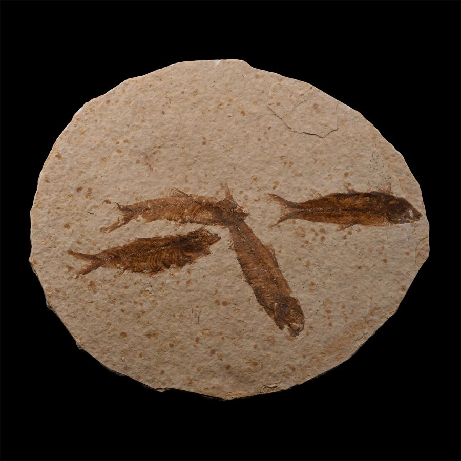 Knightia Multiple Fossil Fish Plate