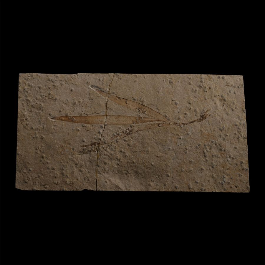 Fossil Sapindopsis Plant Leaf