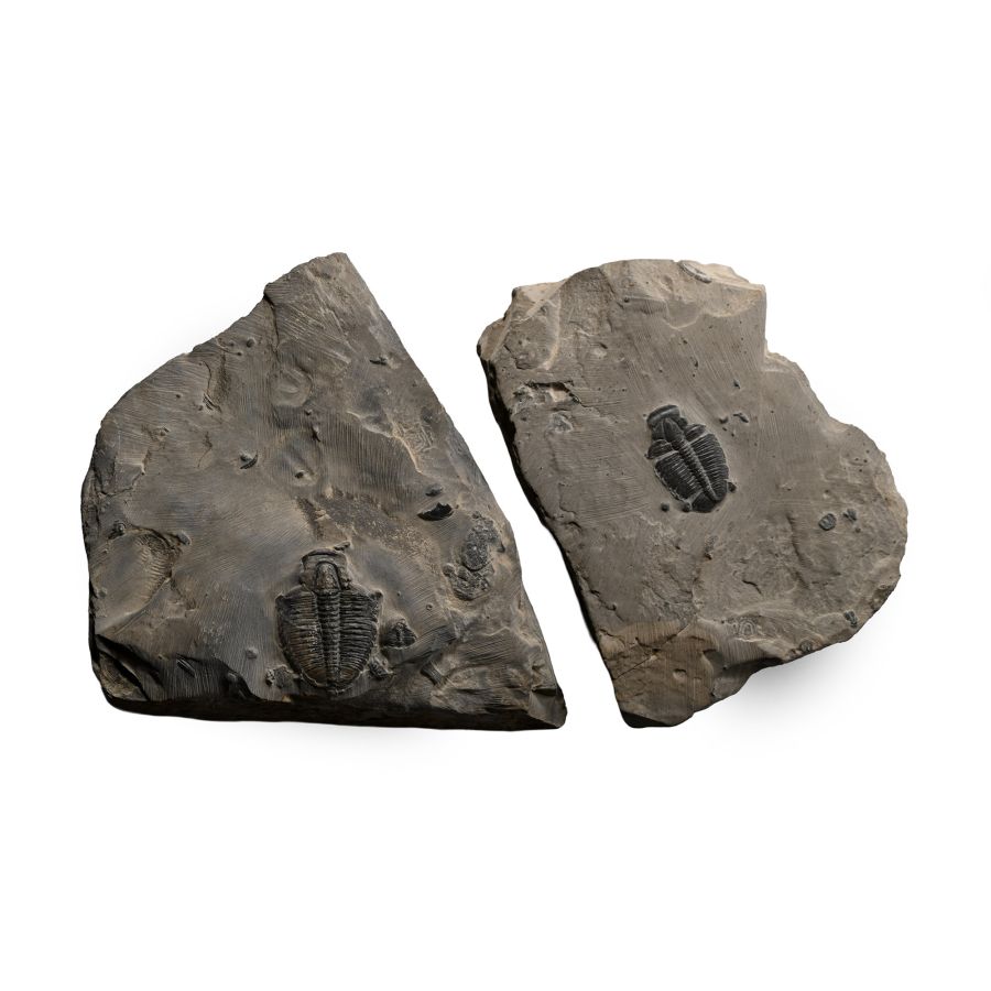 Two Fossil Elrathia Kingii Trilobites on Matrix