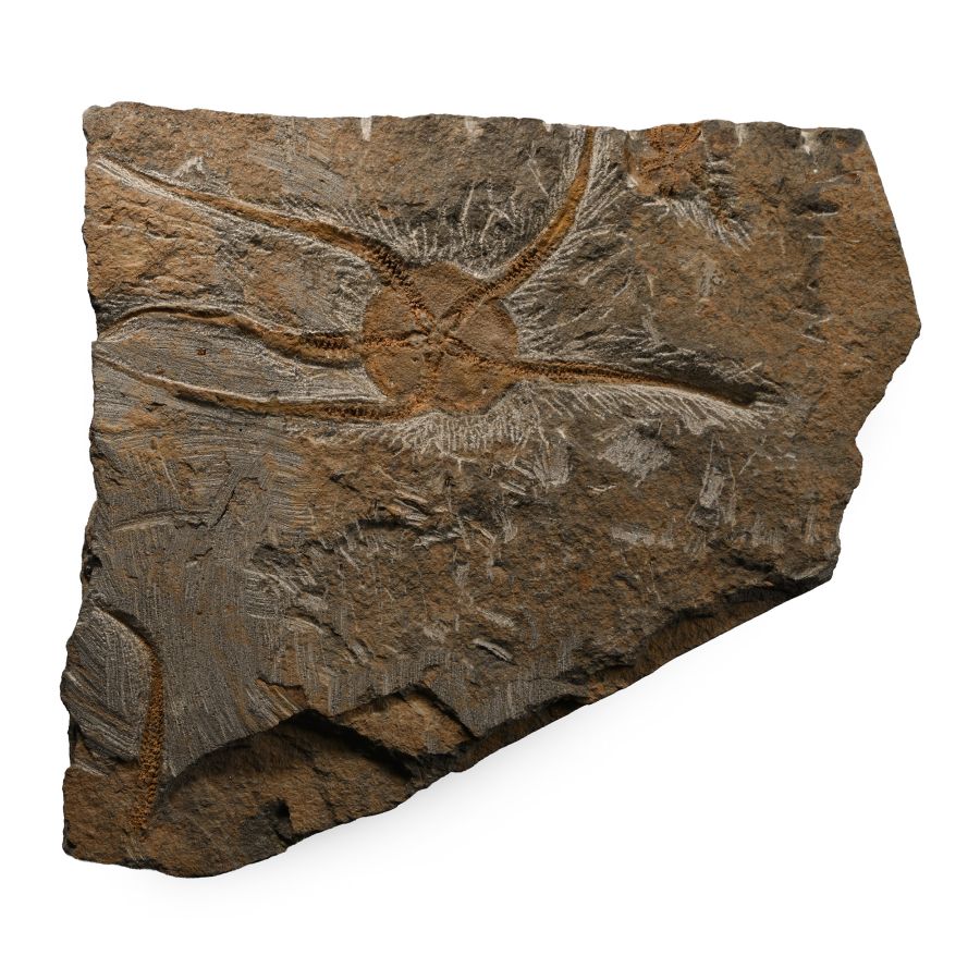 Large Fossil Brittle Star Plate