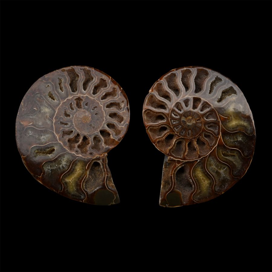 Cut and Polished Ammonite Display Pair