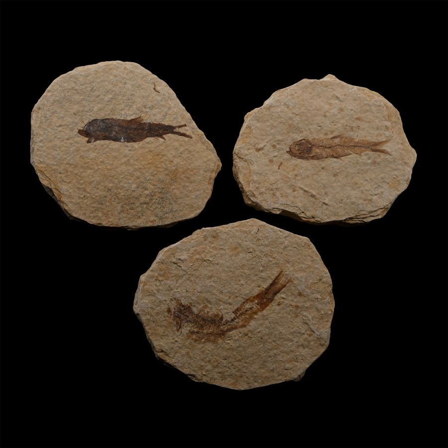 Knightia Fossil Fish Plate Group