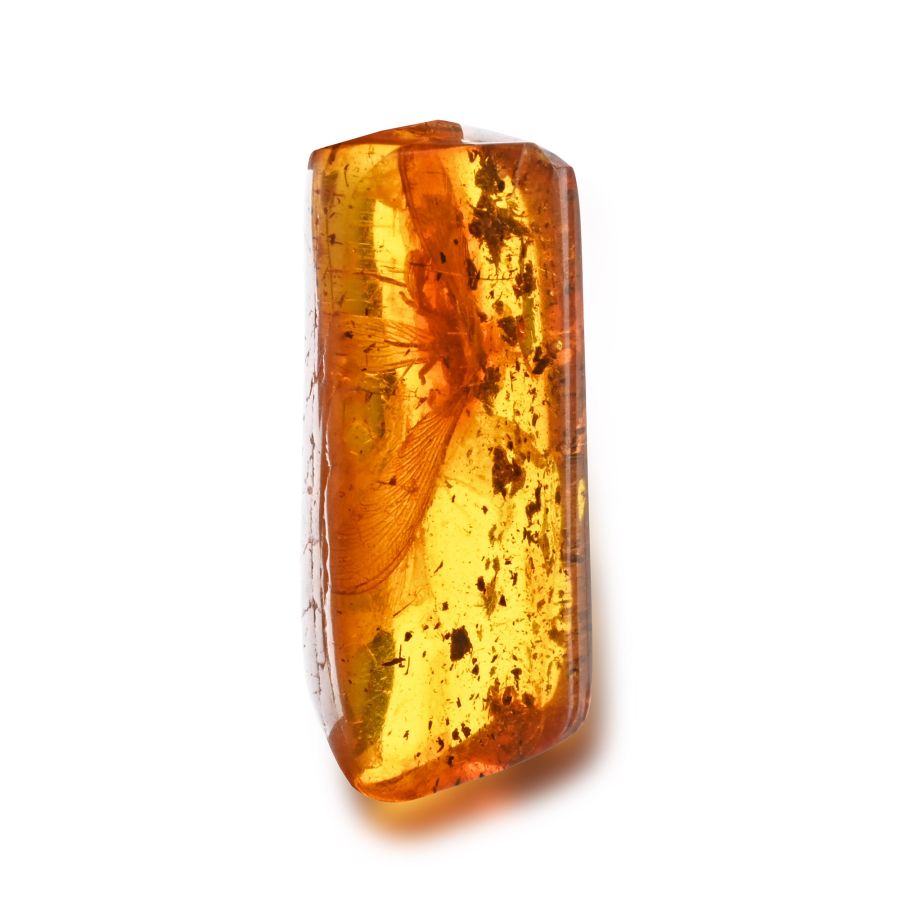 Polished Amber with Crane Fly