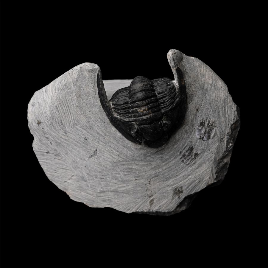 Fossil Cornuproetus Fossil Trilobite on Matrix