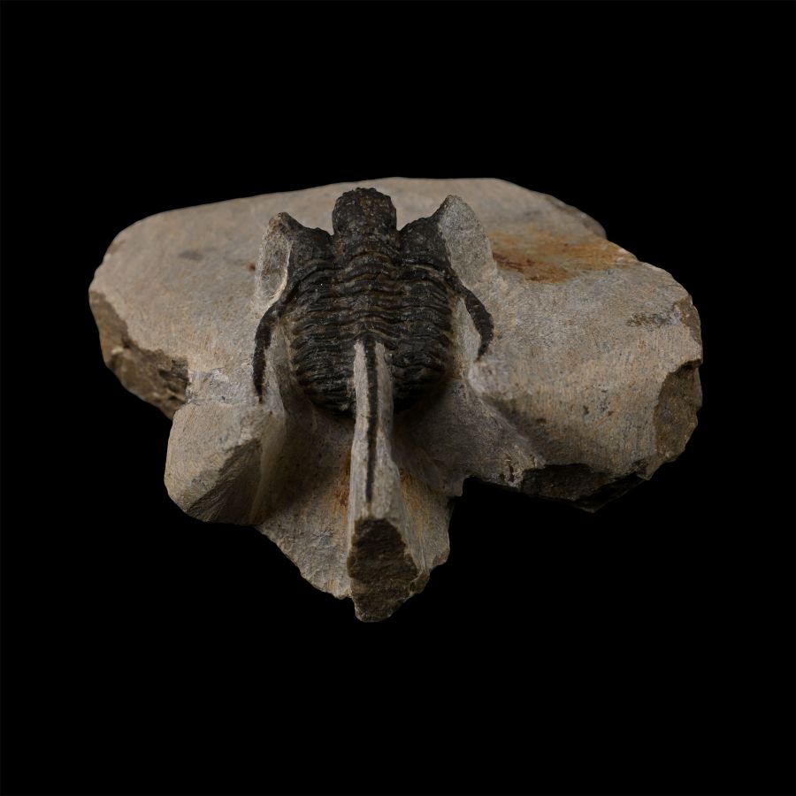 Fossil Otarion Trilobite on Matrix