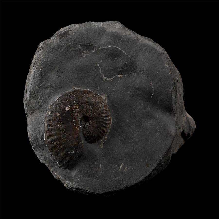 Fossil Ammonite on Matrix