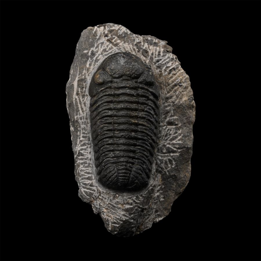Fossil Phacops Trilobite on Matrix