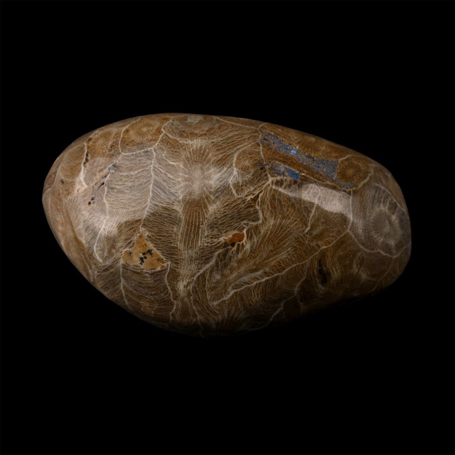 Polished Fossil Coral Head