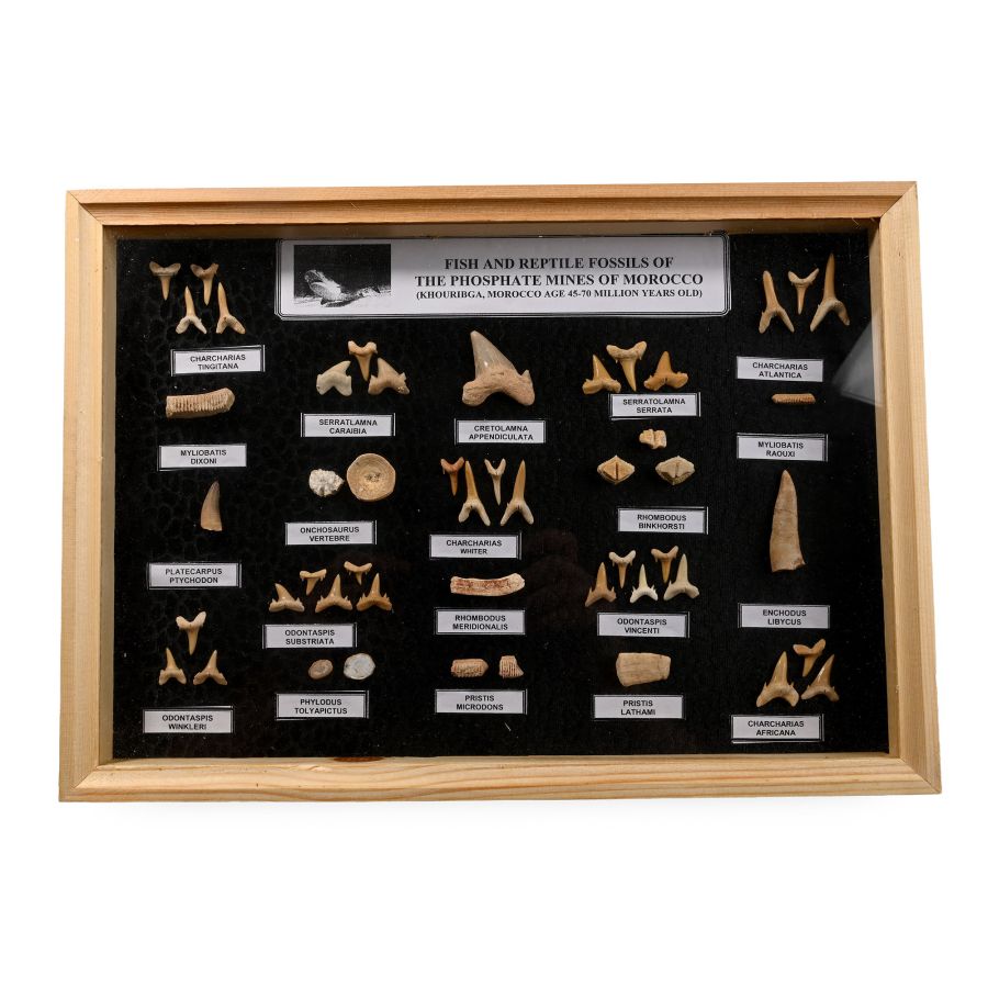 Fossil Shark's Teeth in Display Case