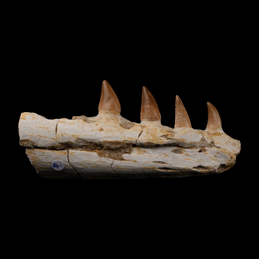 Mosasaur 'Marine Dinosaur' Fossil Jaw Fragment
