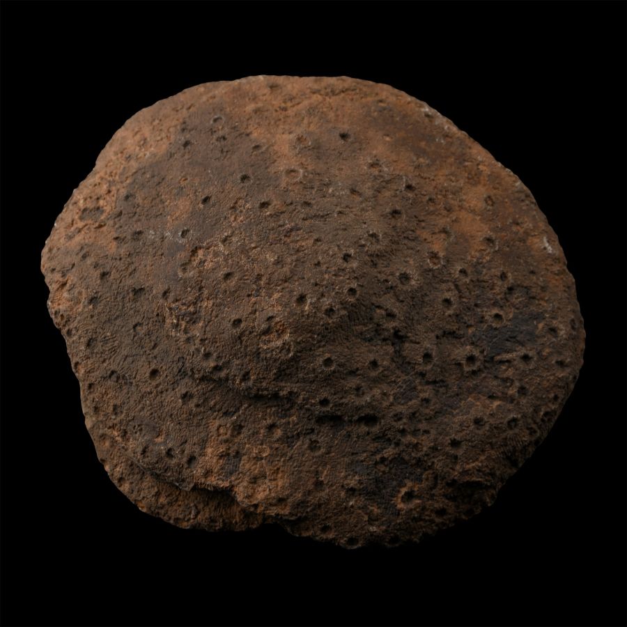Natural Fossil Coral Head