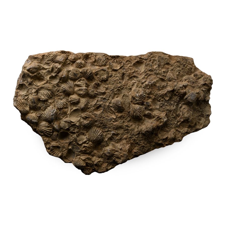Large Fossil Shell Cluster on Matrix