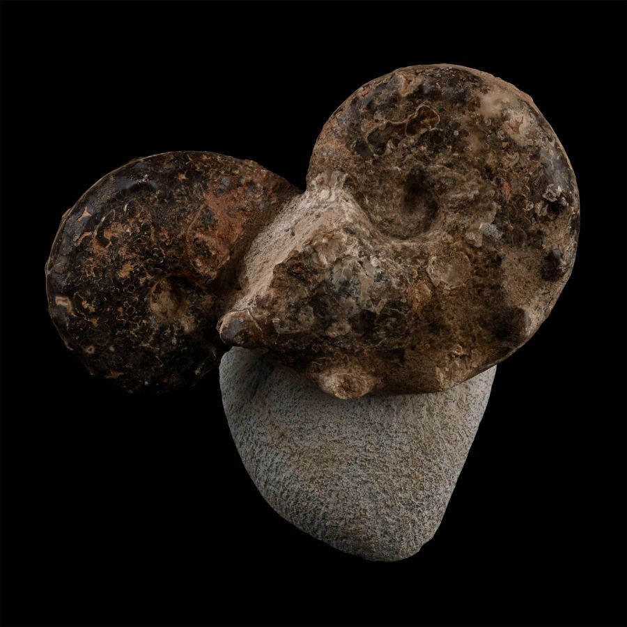Polished Double Fossil Mamite Display