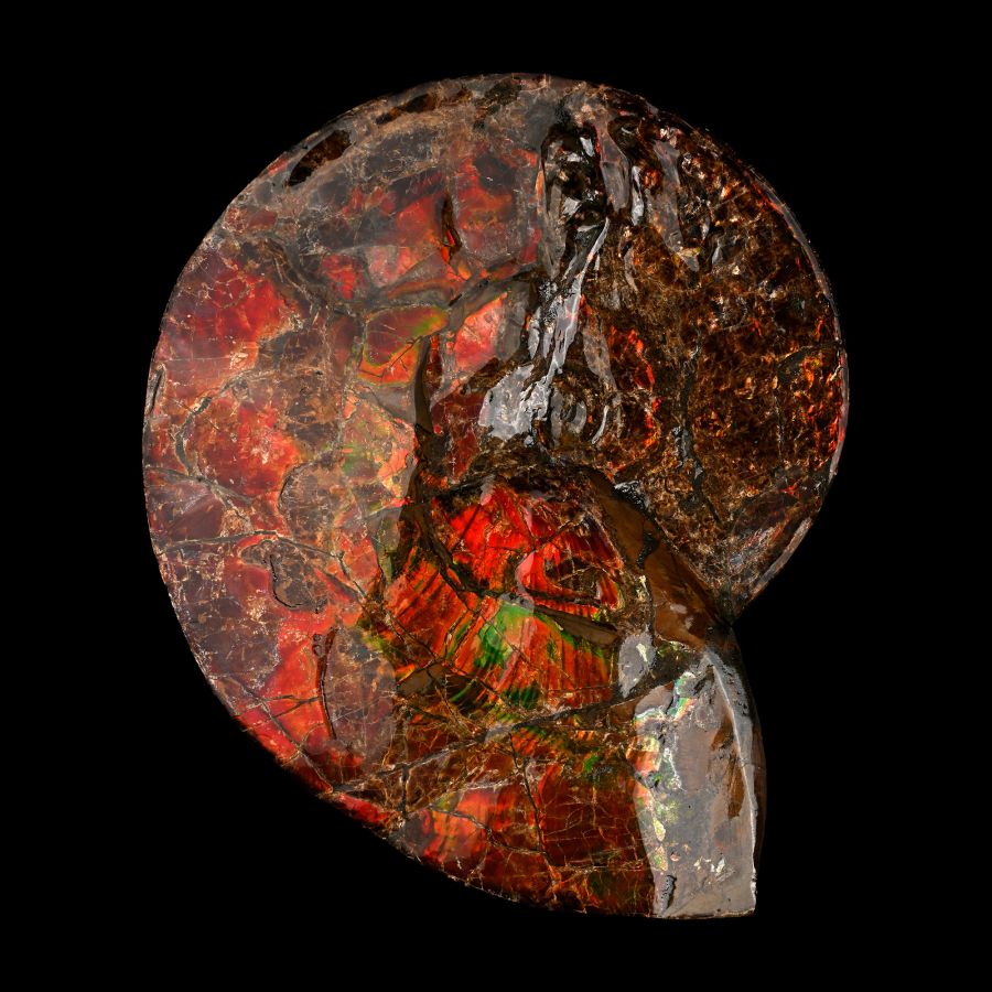 Large Iridescent Placenticeras Ammonite from Alberta