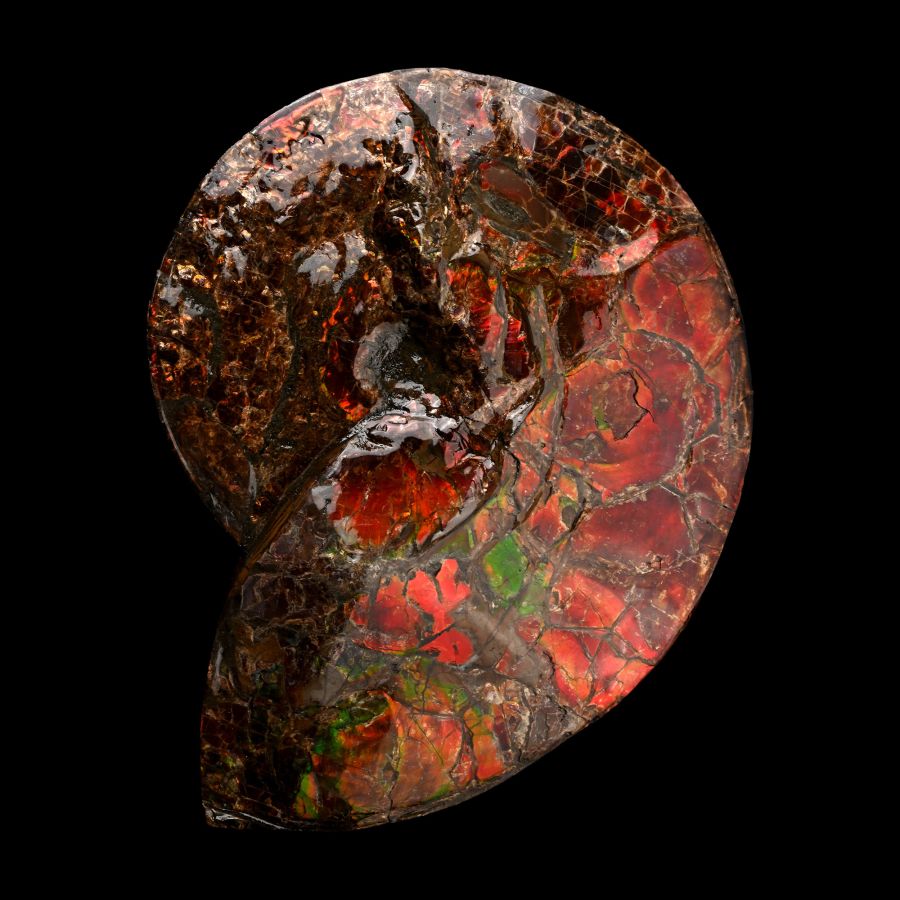 Large Iridescent Placenticeras Ammonite from Alberta