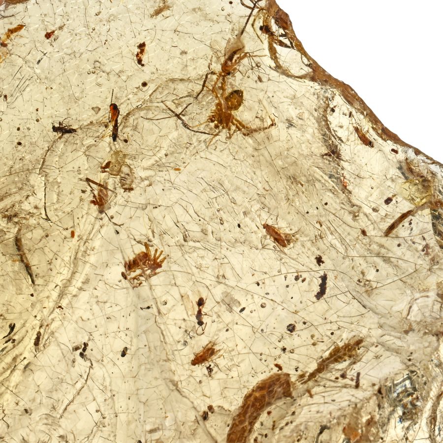 Polished Copal with Spiders and Other Insects