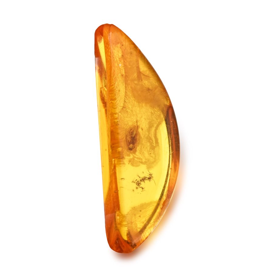 Polished Baltic Amber with an Insect