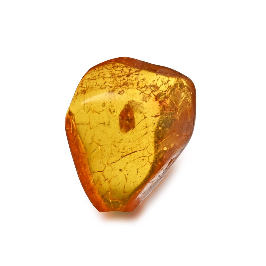 Polished Baltic Amber with an Insect