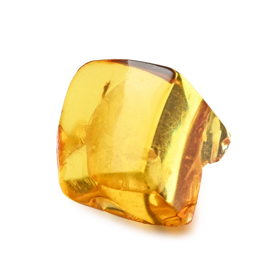 Polished Baltic Amber with Fly