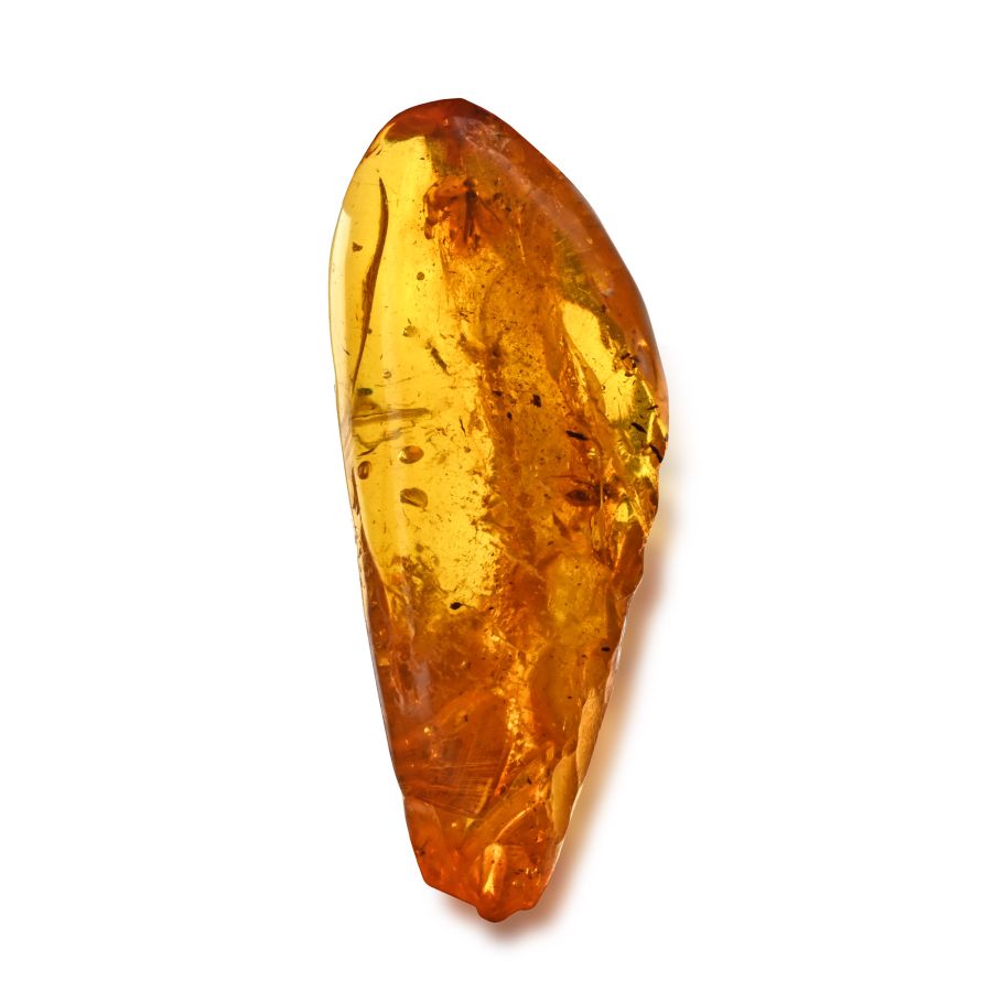 Polished Baltic Amber with Fly and Other Inclusions