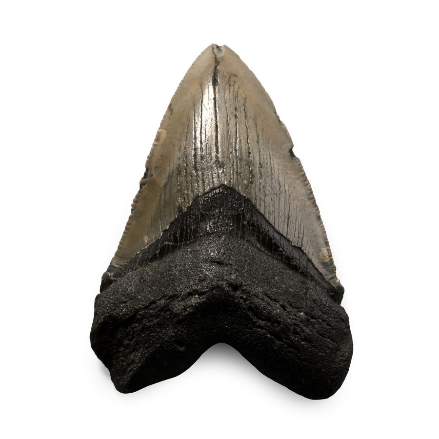 Megalodon Extinct Giant Shark Fossil Tooth