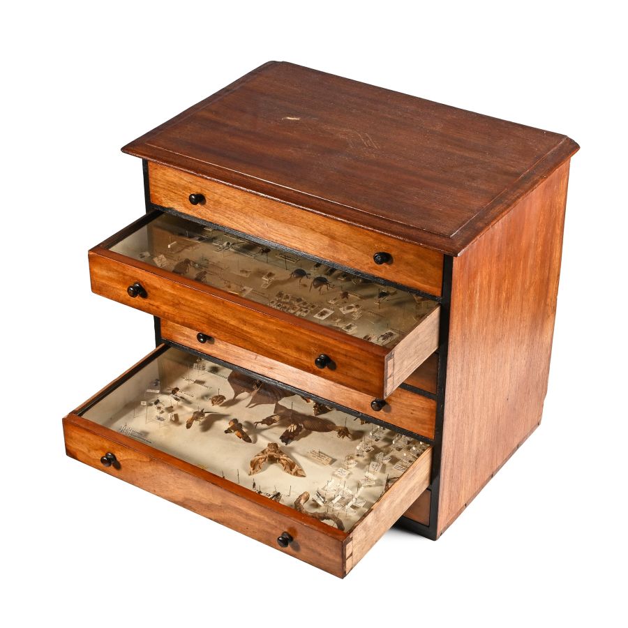 Victorian Collector's Cabinet of Drawers with Entomological Collection
