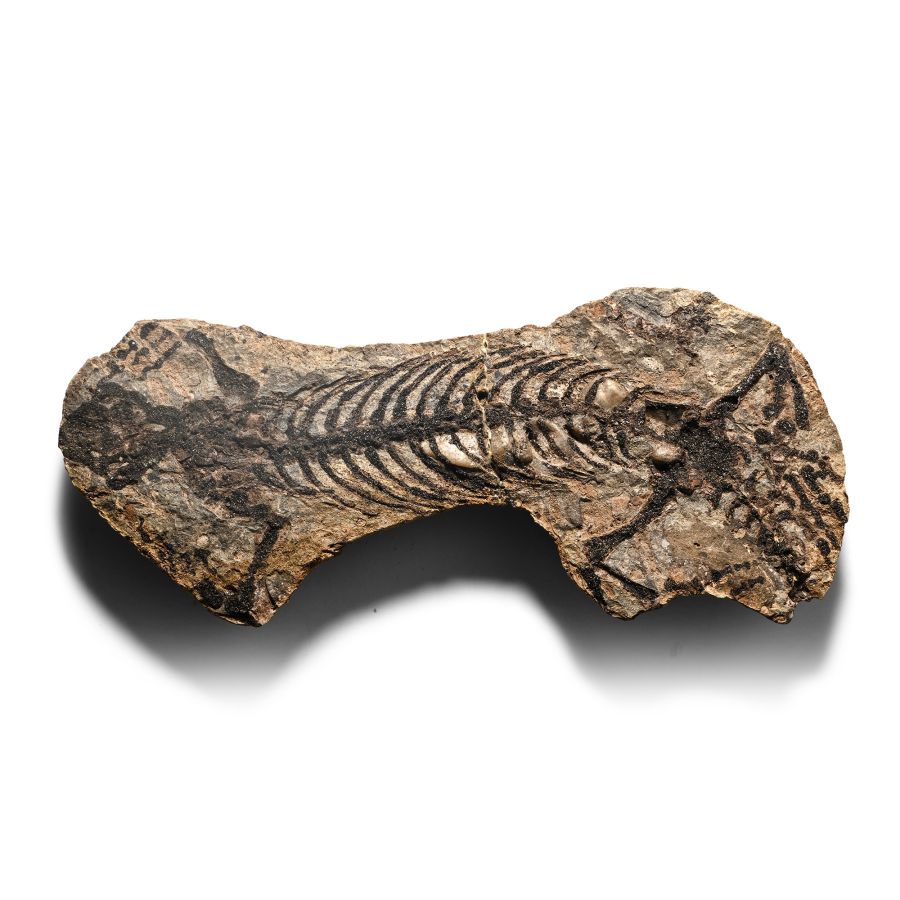 Fossil Barasaurus Skeleton in Matrix