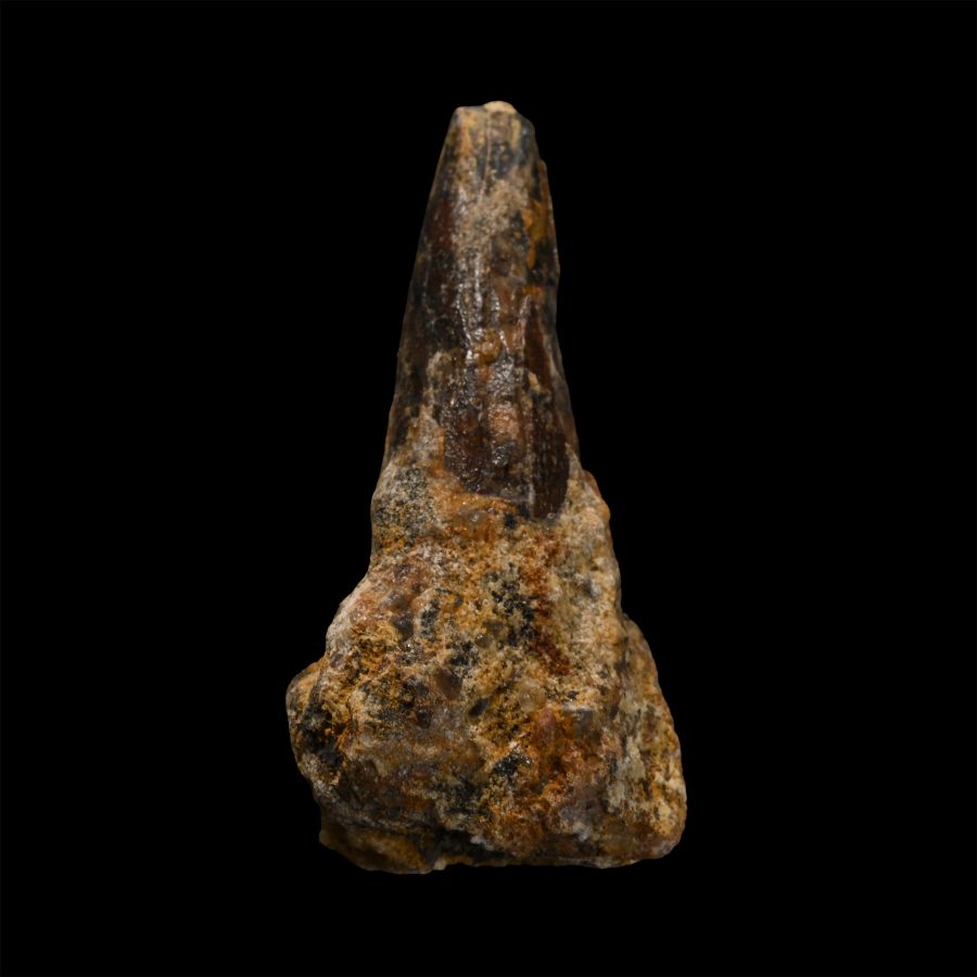 Carcharodontosaurus North African 'T-Rex' Fossil Dinosaur Tooth