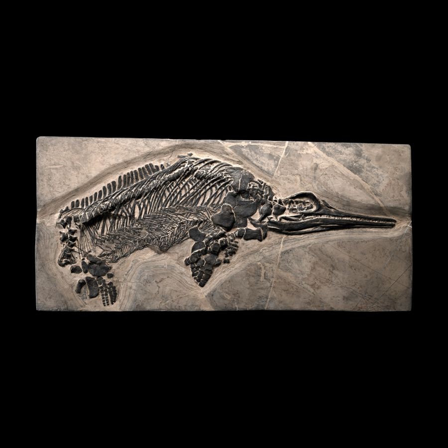 Fossil Ichthyosaur Skeleton