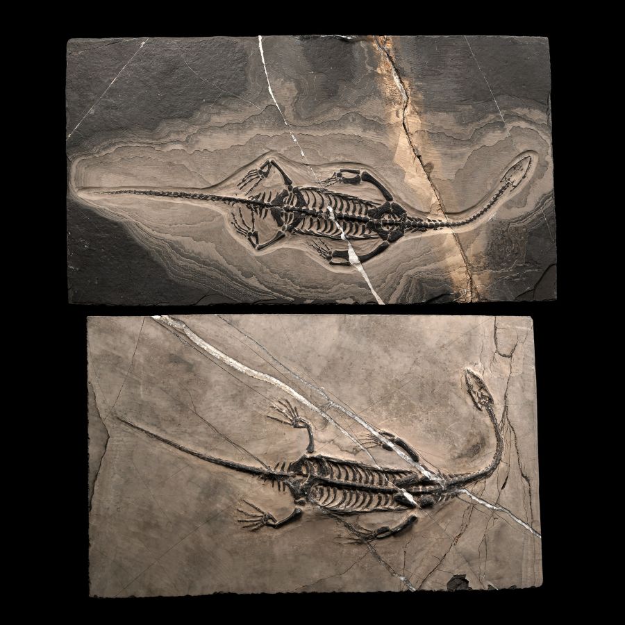 Fossil Keichousaurus Skeleton Male and Female Pair