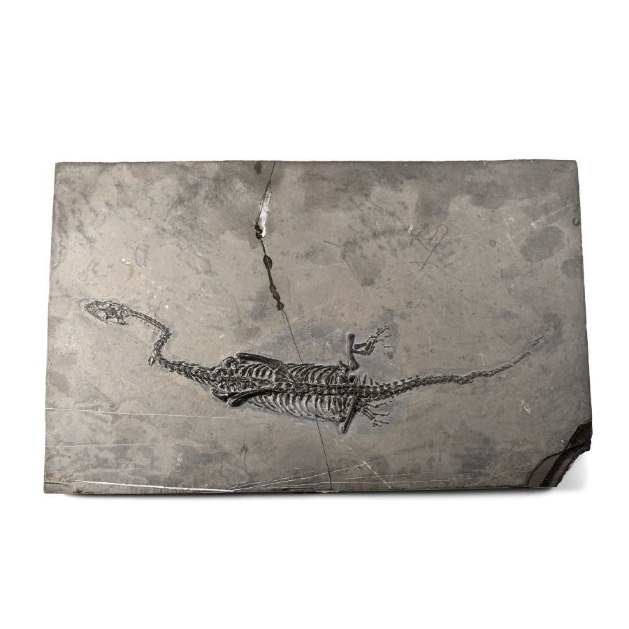 Fossil Keichousaurus Skeleton in Three-Dimensional Dorsal View