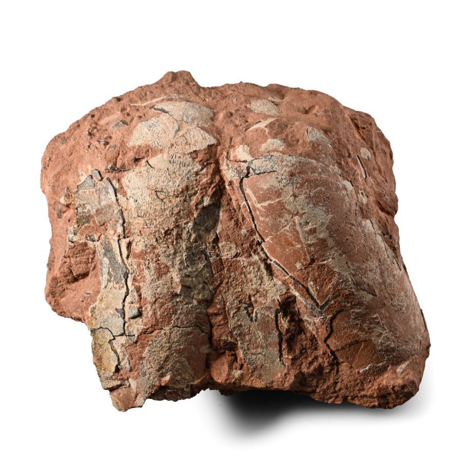 Fossil Oviraptor Egg Pair