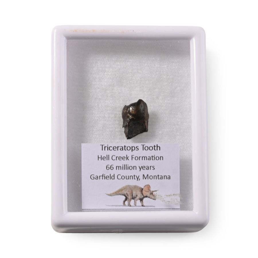 Triceratops Dinosaur Fossil Tooth