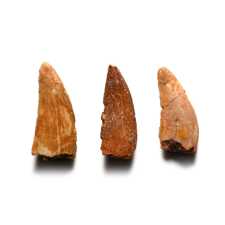 Juvenile Abelisaurid Dinosaur Fossil Tooth Group