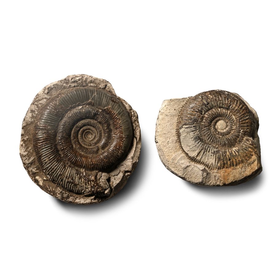 Fossil Dactylioceras Ammonite Group
