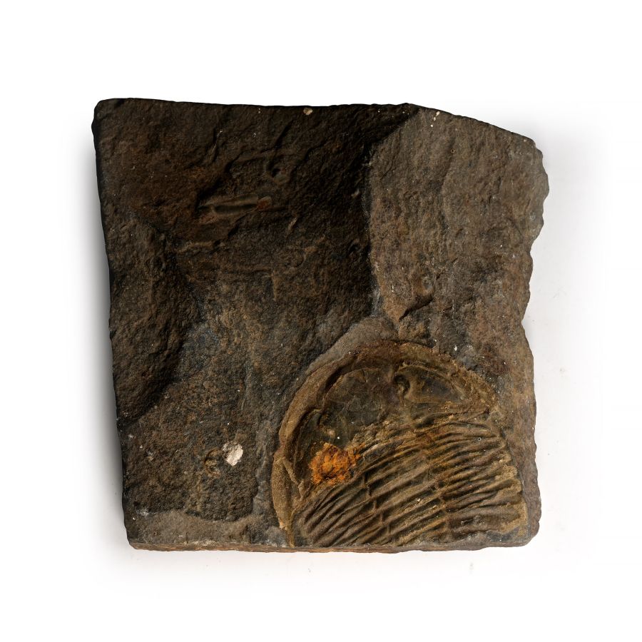 Fossil Trilobite in Welsh Slate
