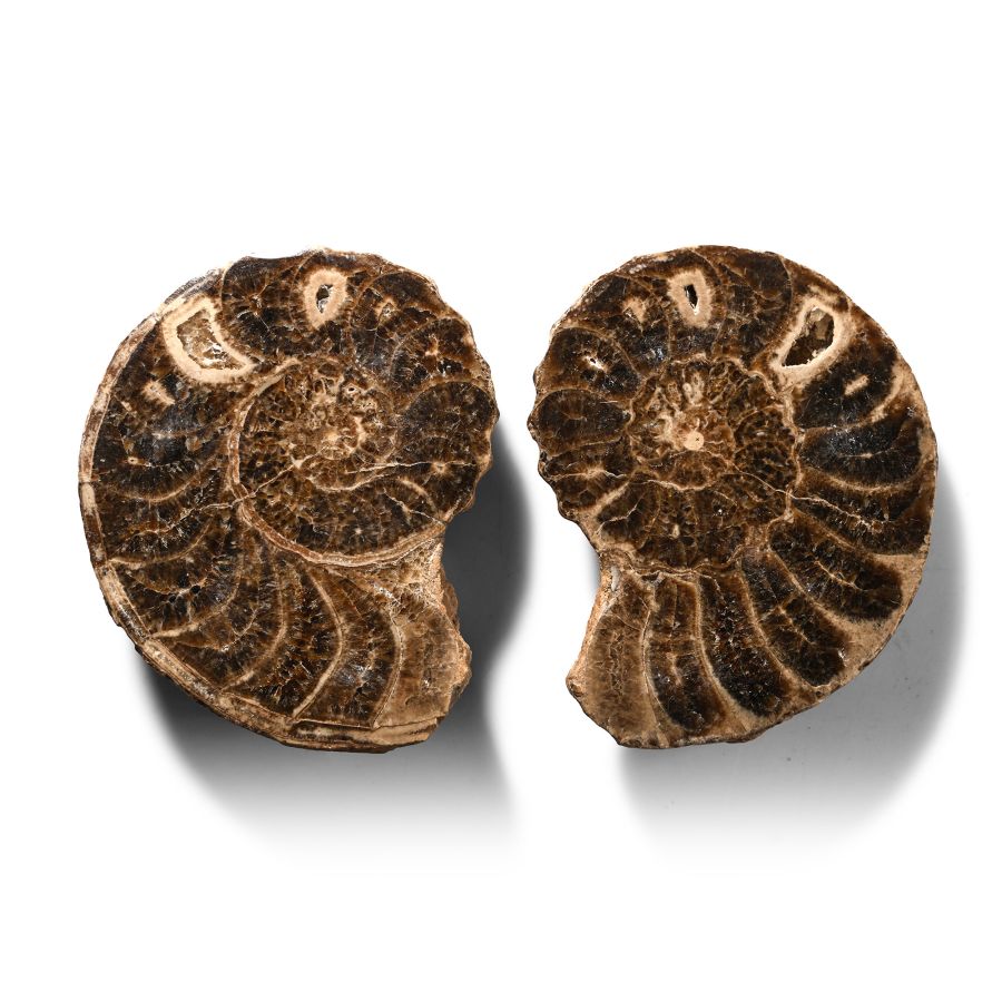 Cut and Polished Fossil Ammonite