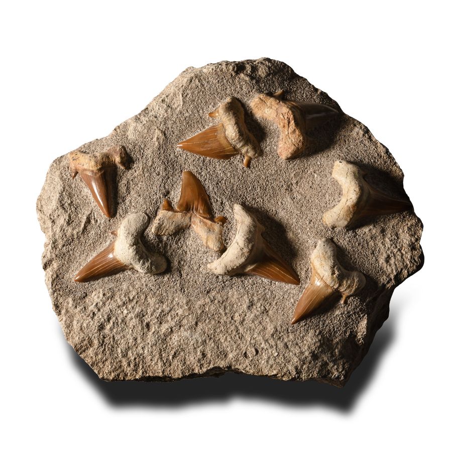 Fossil Otodus Shark Tooth Matrix