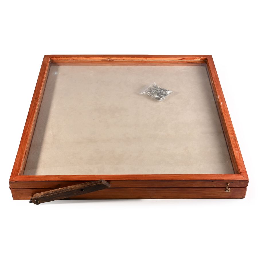 Large Pine Display Case