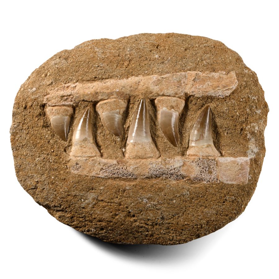 Mosasaur 'Marine Dinosaur' Fossil Teeth in Composite Jaw