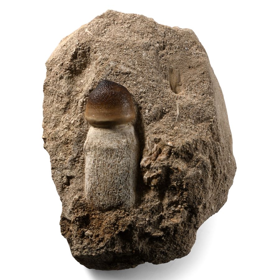 Mosasaur Globidens 'Marine Dinosaur' Fossil Tooth in a Matrix