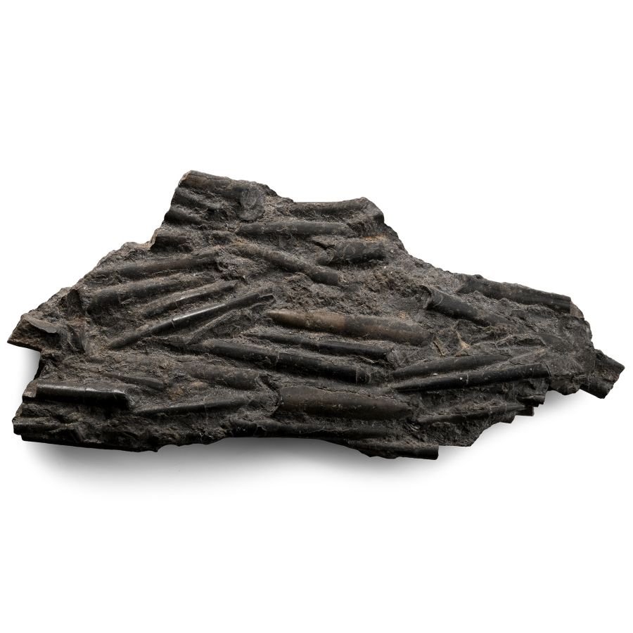Fossil Belemnites in Matrix