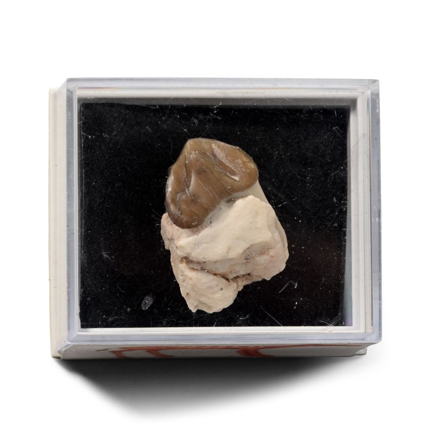 North American Fossil Oreodont Mammal Tooth