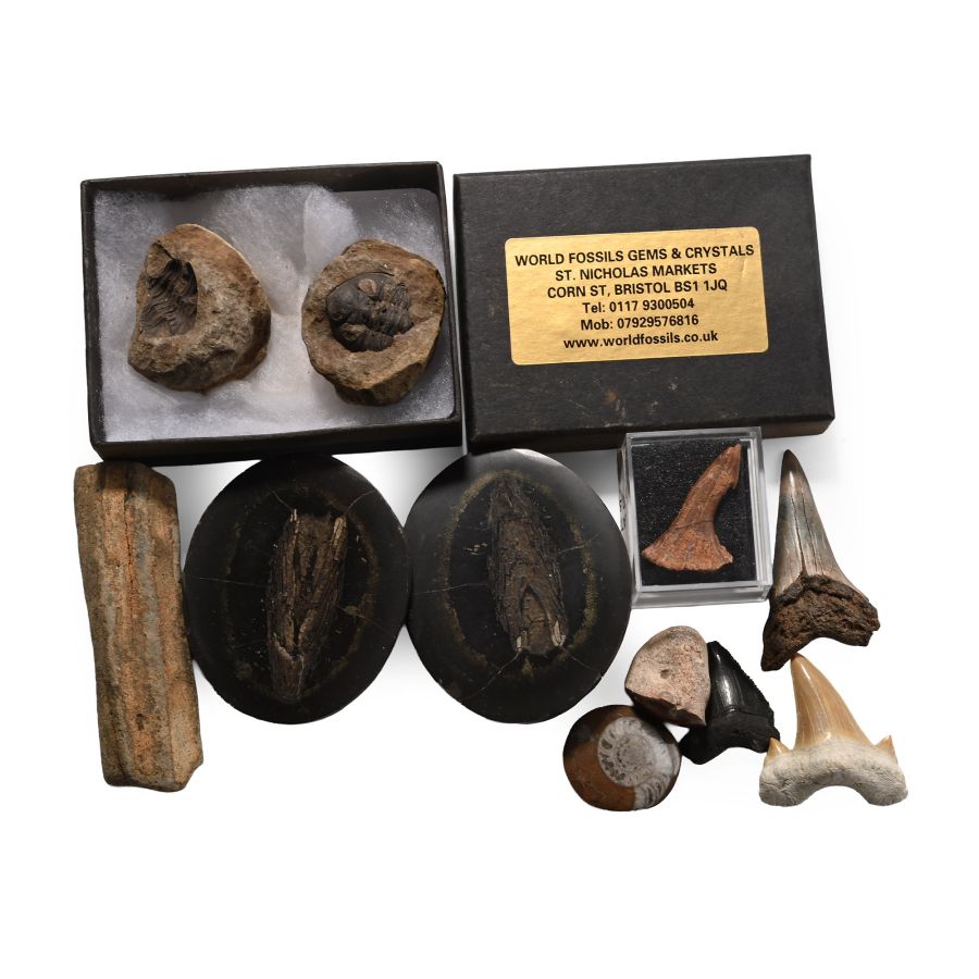 Mixed Fossil and Tooth Collection