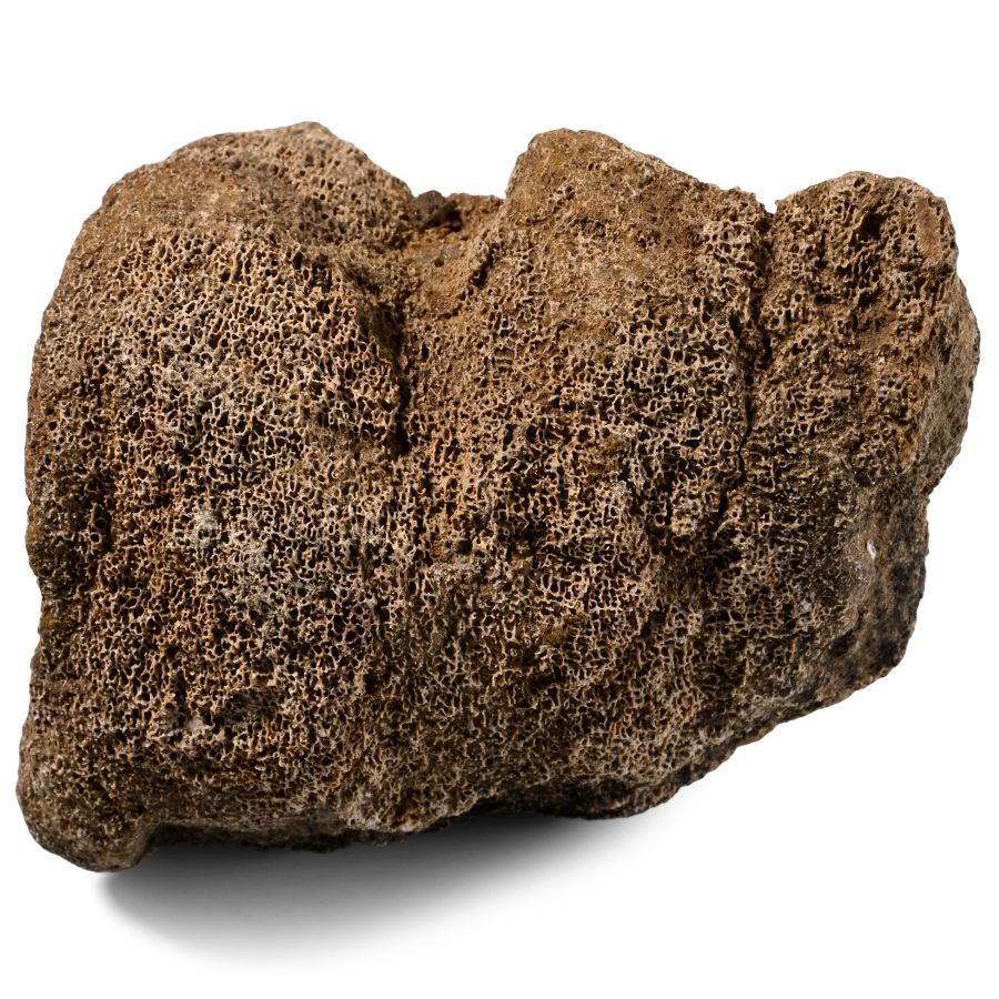 Edmontosaurus Dinosaur Fossil Bone
