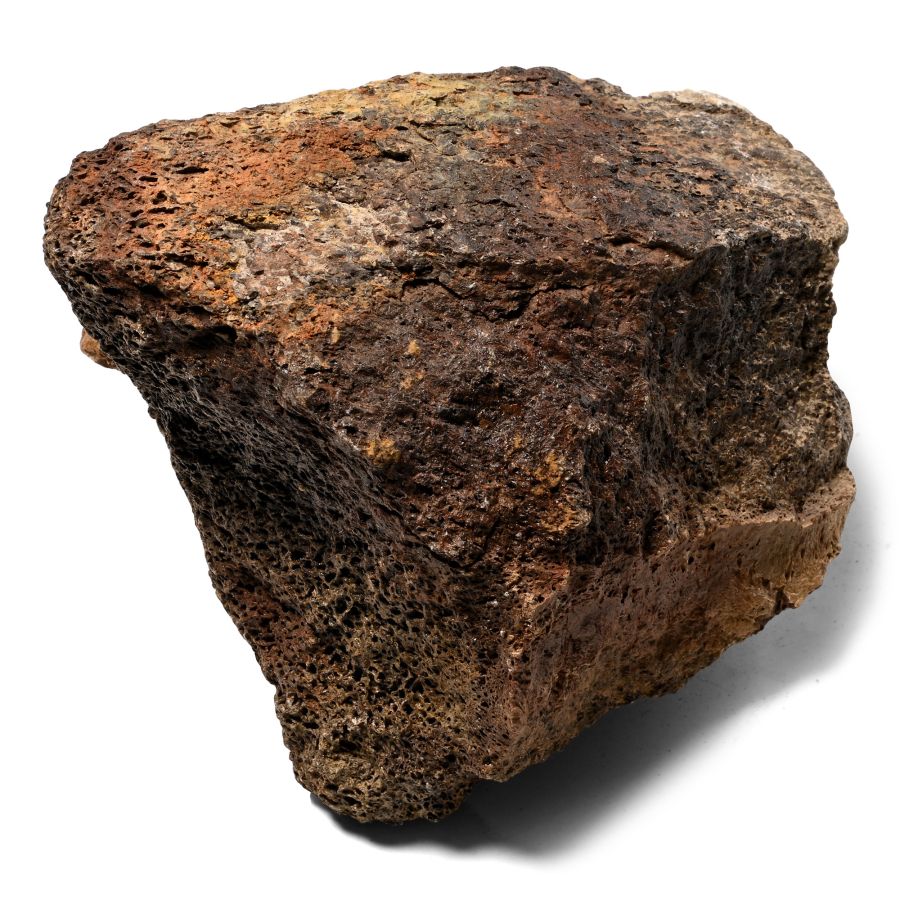 Edmontosaurus Dinosaur Fossil Bone