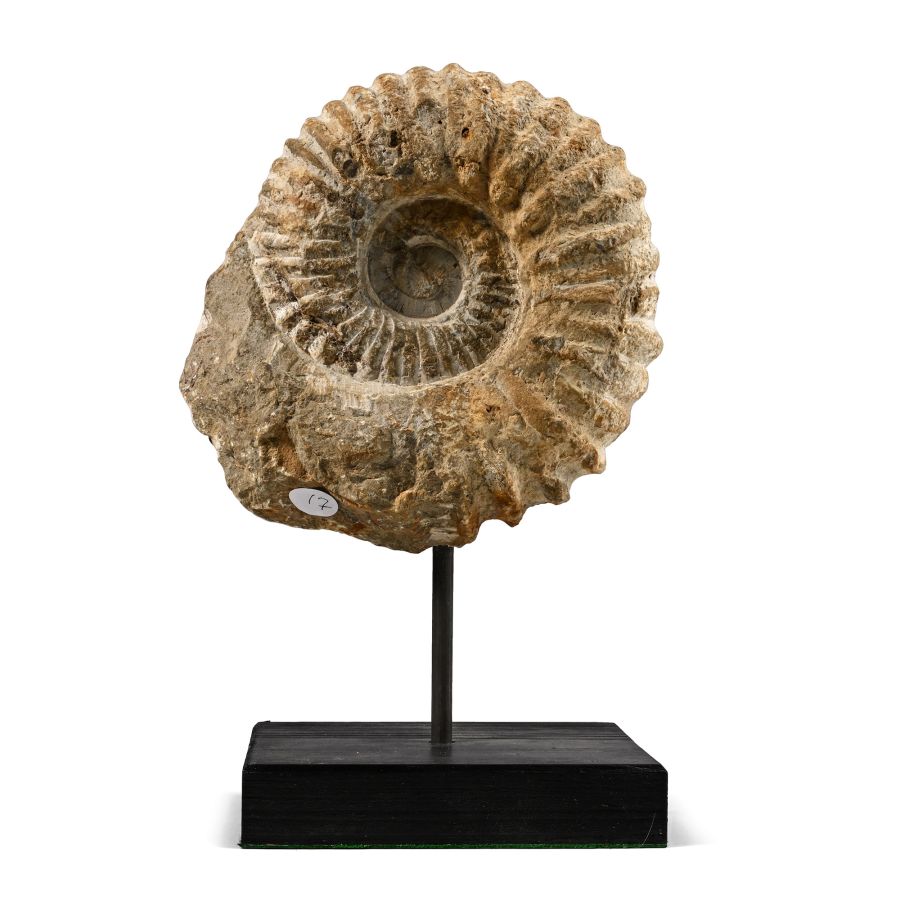 Fossil Acanthoceras Agadir Ammonite on Display Stand