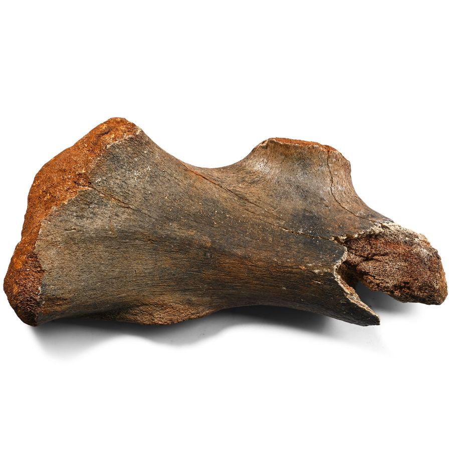 Fossil Woolly Rhino Bone Specimen
