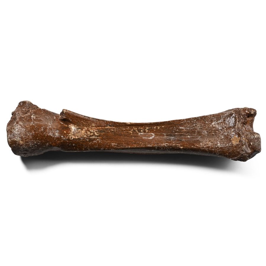 Early Horse Fossil Bone Specimen