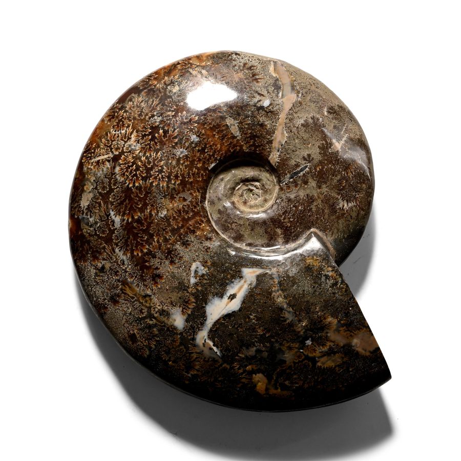 Large Polished Cleoniceras Fossil Ammonite Display Specimen